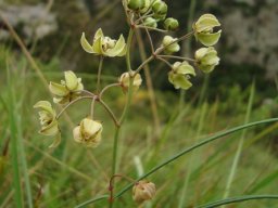 Asclepias praemorsa leaves